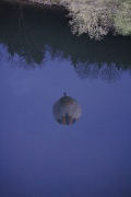 balloon water-reflection with river-bank