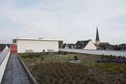 Rüdesheimer Square: extensive roof greening