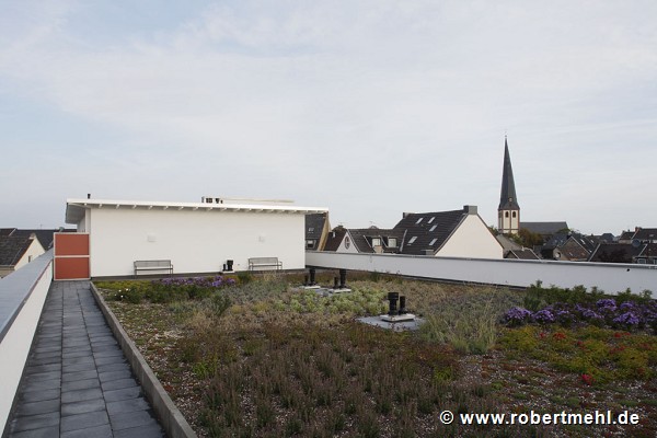 Rüdesheimer Square: extensive roof greening