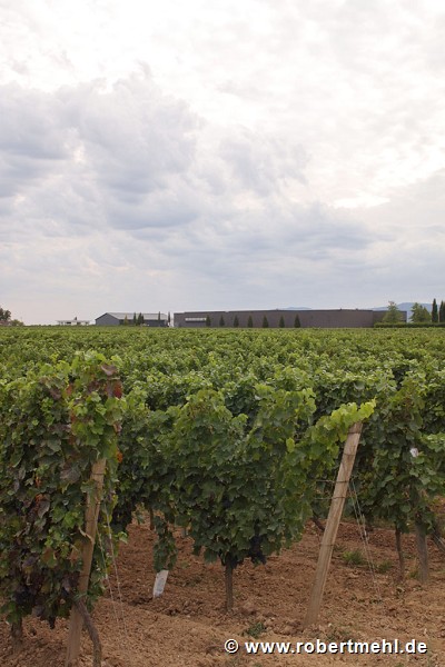 Schneider vineyard: total view with grapes