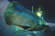 Pavilion of the Azores: sperm whale close-up