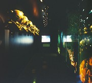 Pavilion of the Azores: deep-sea room