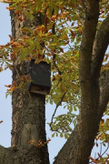 New railway town Opladen: Bat nesting boxes in the trees