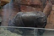 Rhino Pagoda, Berlin: indian rhinoceros carapace